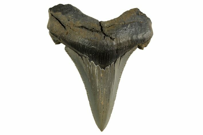 Serrated Angustidens Tooth - Megalodon Ancestor #321685